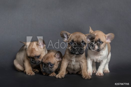 Picture of Vier franzsische Bulldoggen Welpen sitzend